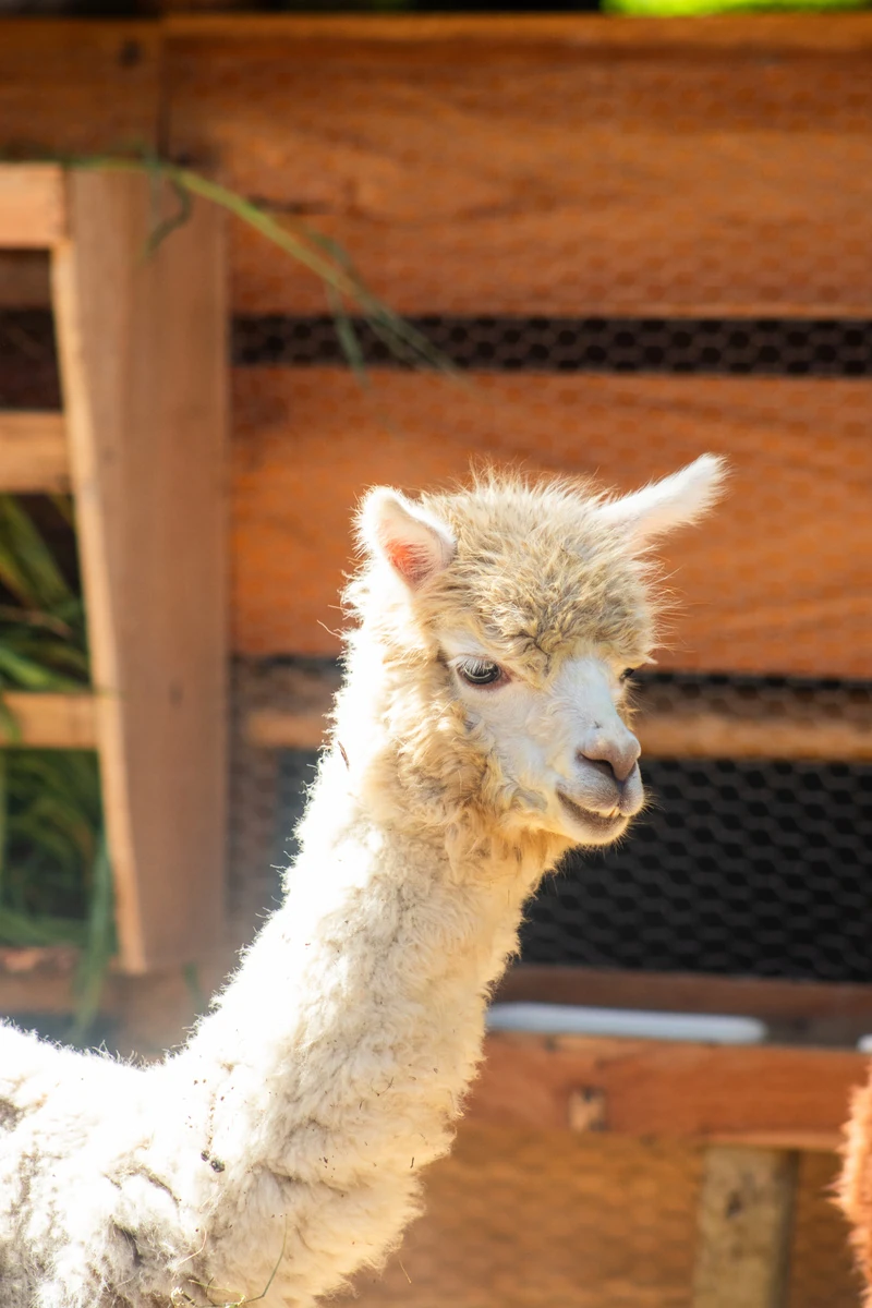 Llegan alpacas al BioParque de Río y hay votación de nombres