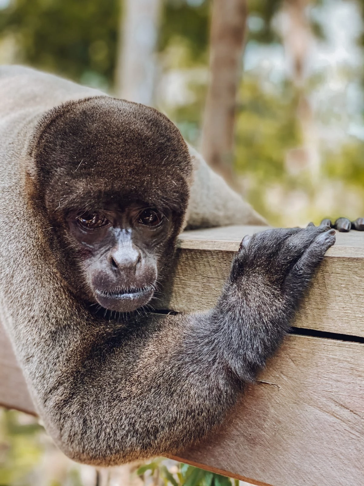 Juma Amazon Lodge: o refúgio Green Key na Amazônia 6 Juma Amazon Lodge: o refúgio Green Key na Amazônia
