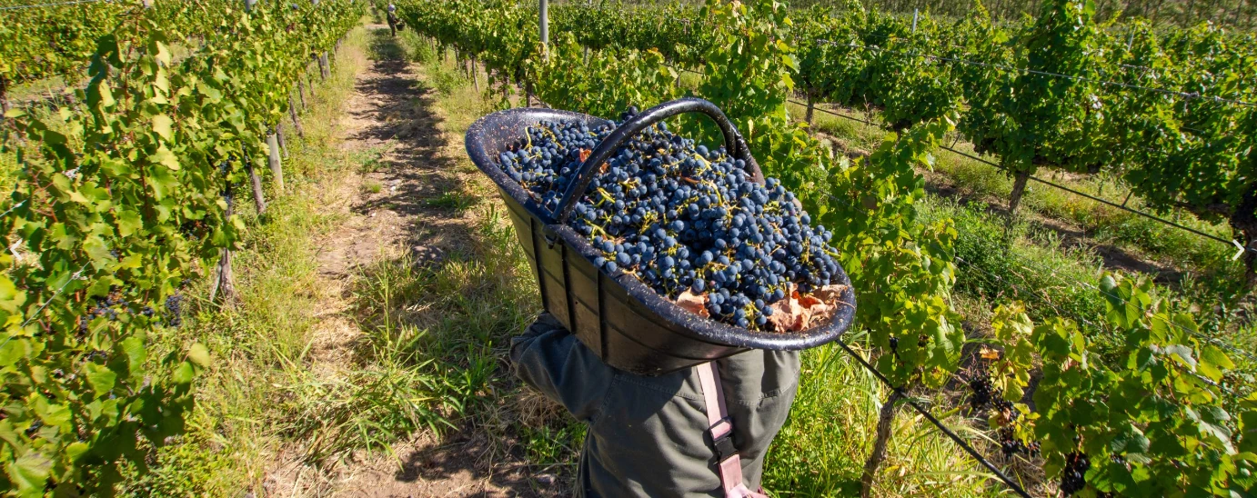 Verão selvagem em Neuquén: Argentina secreta