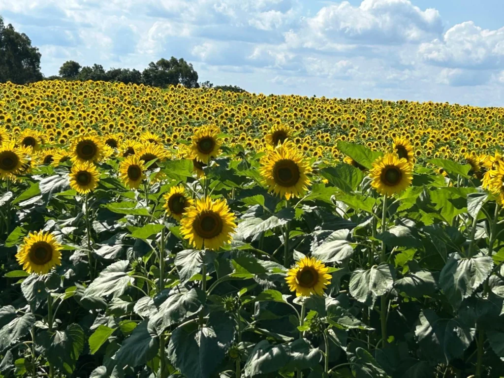 Girassóis cercam a 4ª Festa das Safras da Don Giovanni