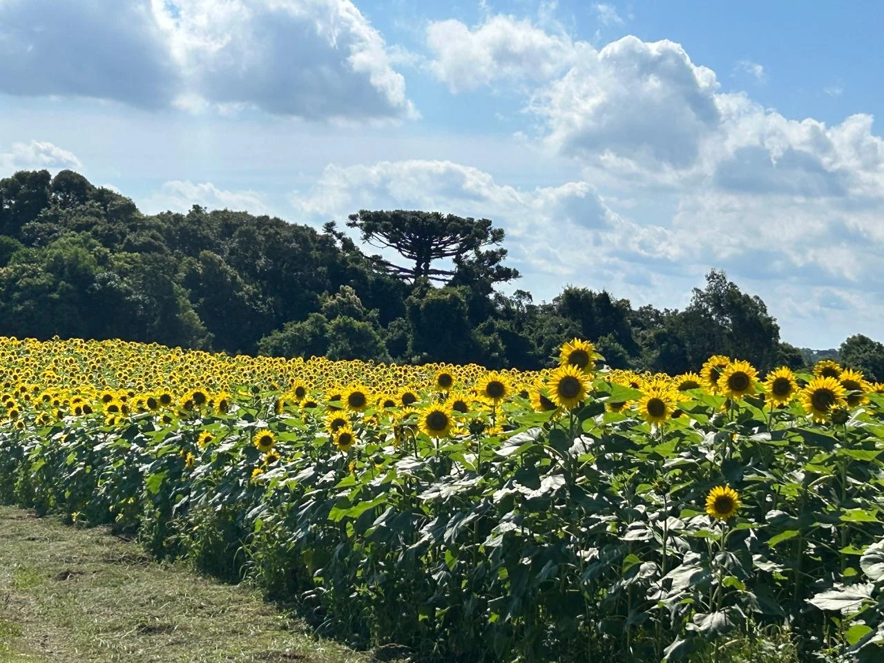 Girassóis cercam a 4ª Festa das Safras da Don Giovanni