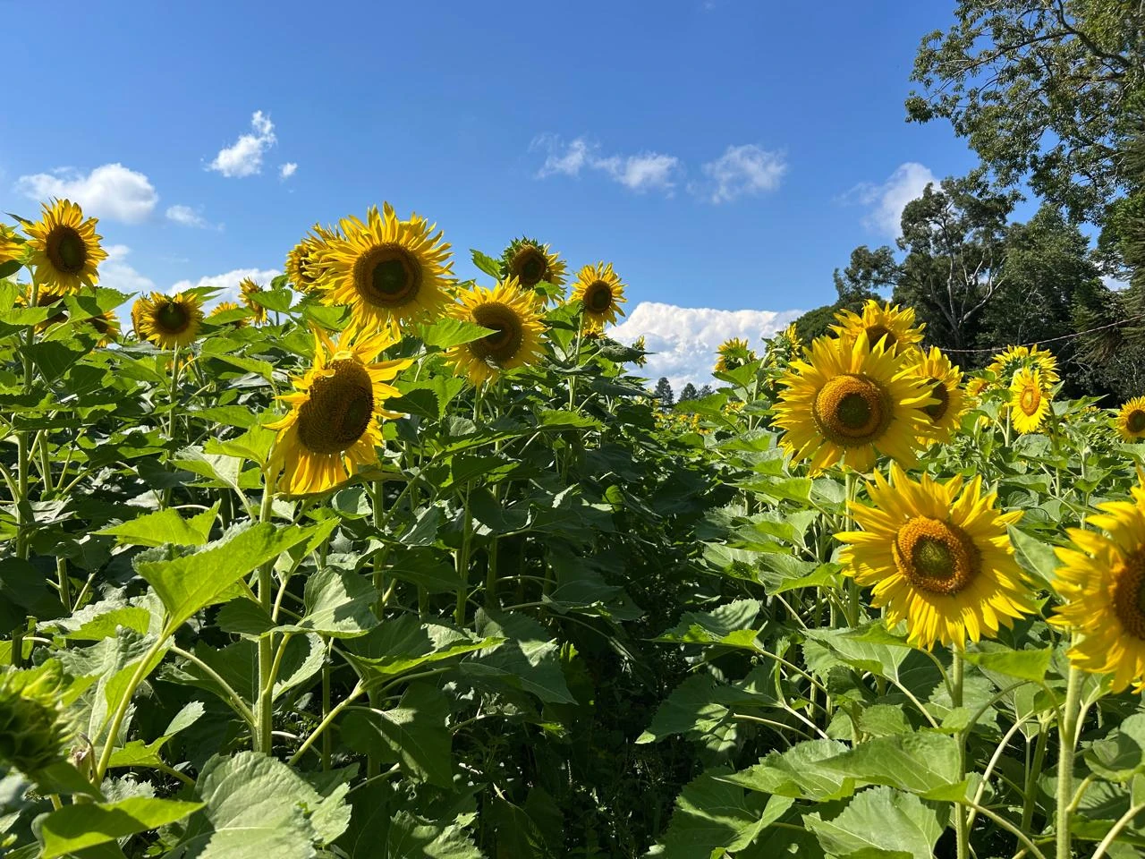Girassóis cercam a 4ª Festa das Safras da Don Giovanni