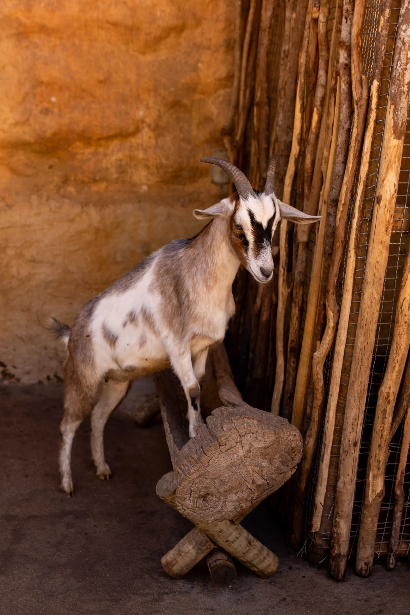 Verão na Serra: Casa Marambaia terá sunsets e Carnaval