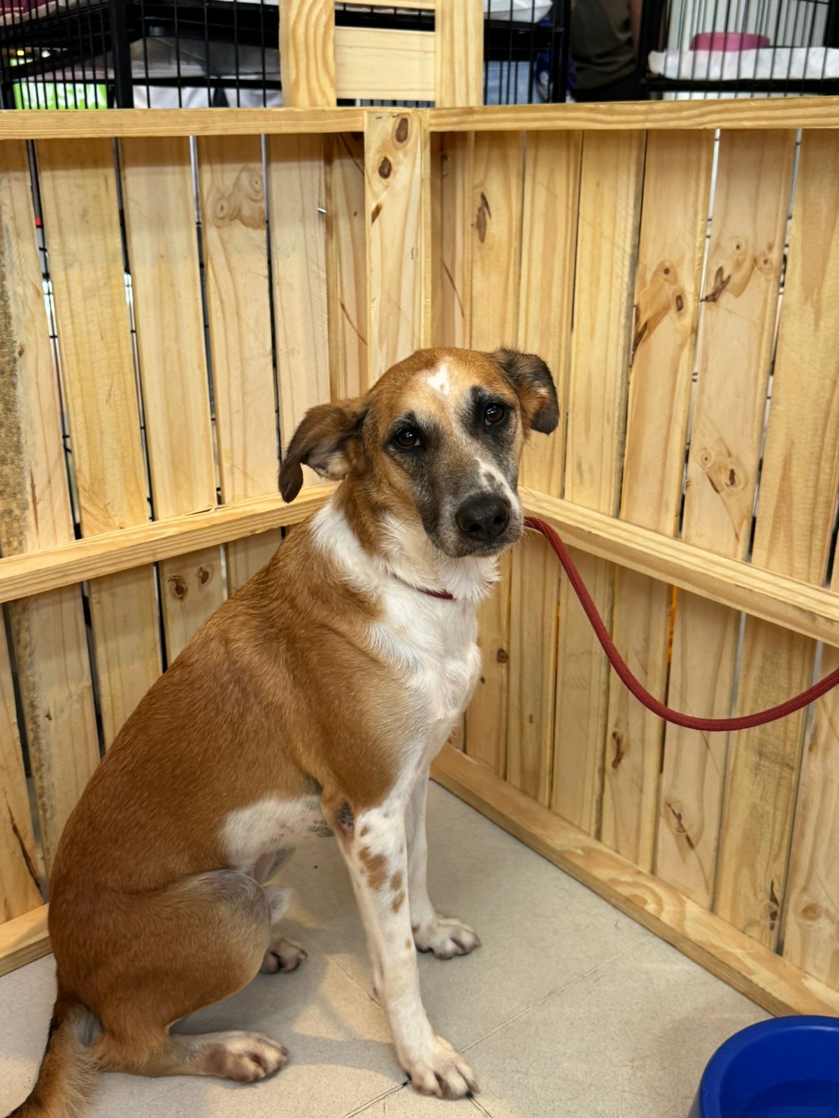 Bangu Shopping inicia 2026 con campaña de adopción pet