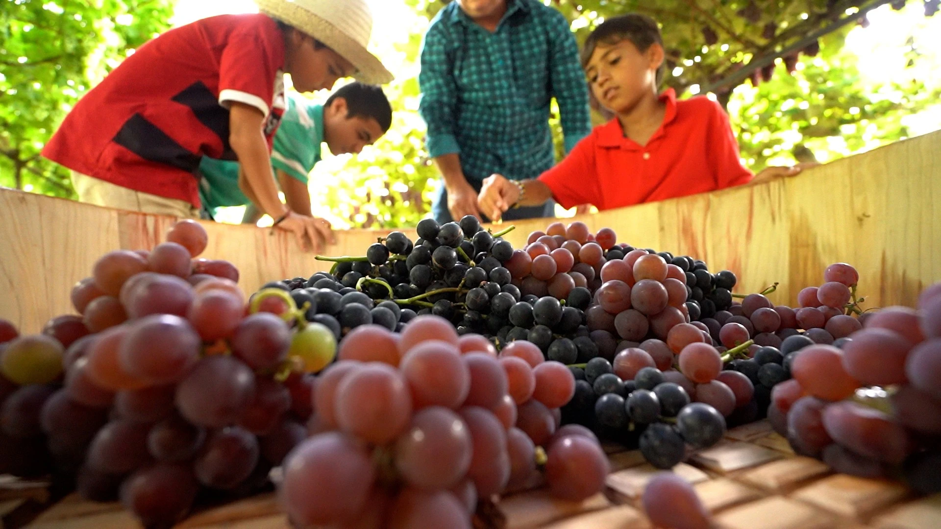 Pinheiro Preto estreia vindima e vira rota do vinho em SC