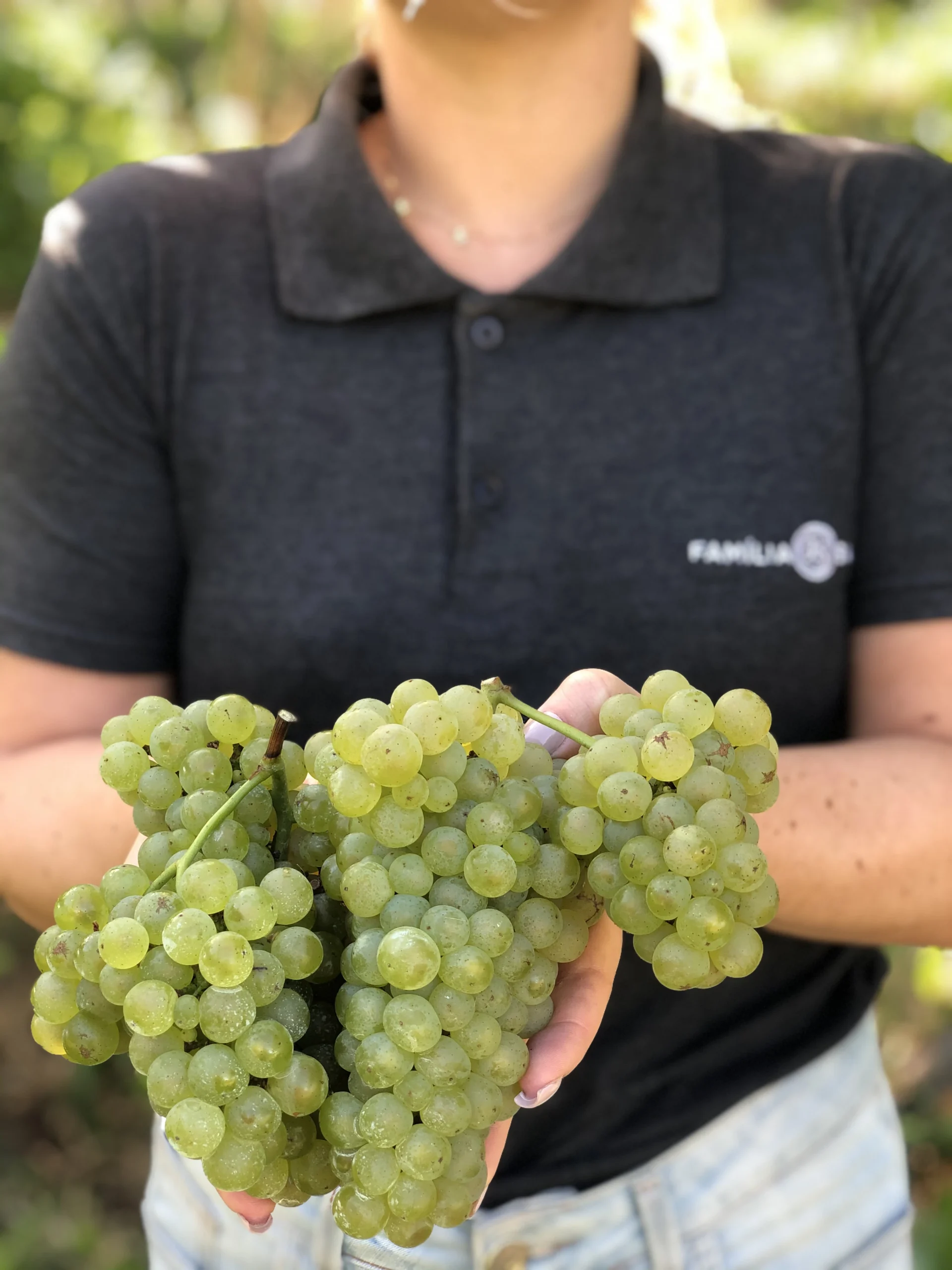 Vindima viva: uvas chegam à Salton