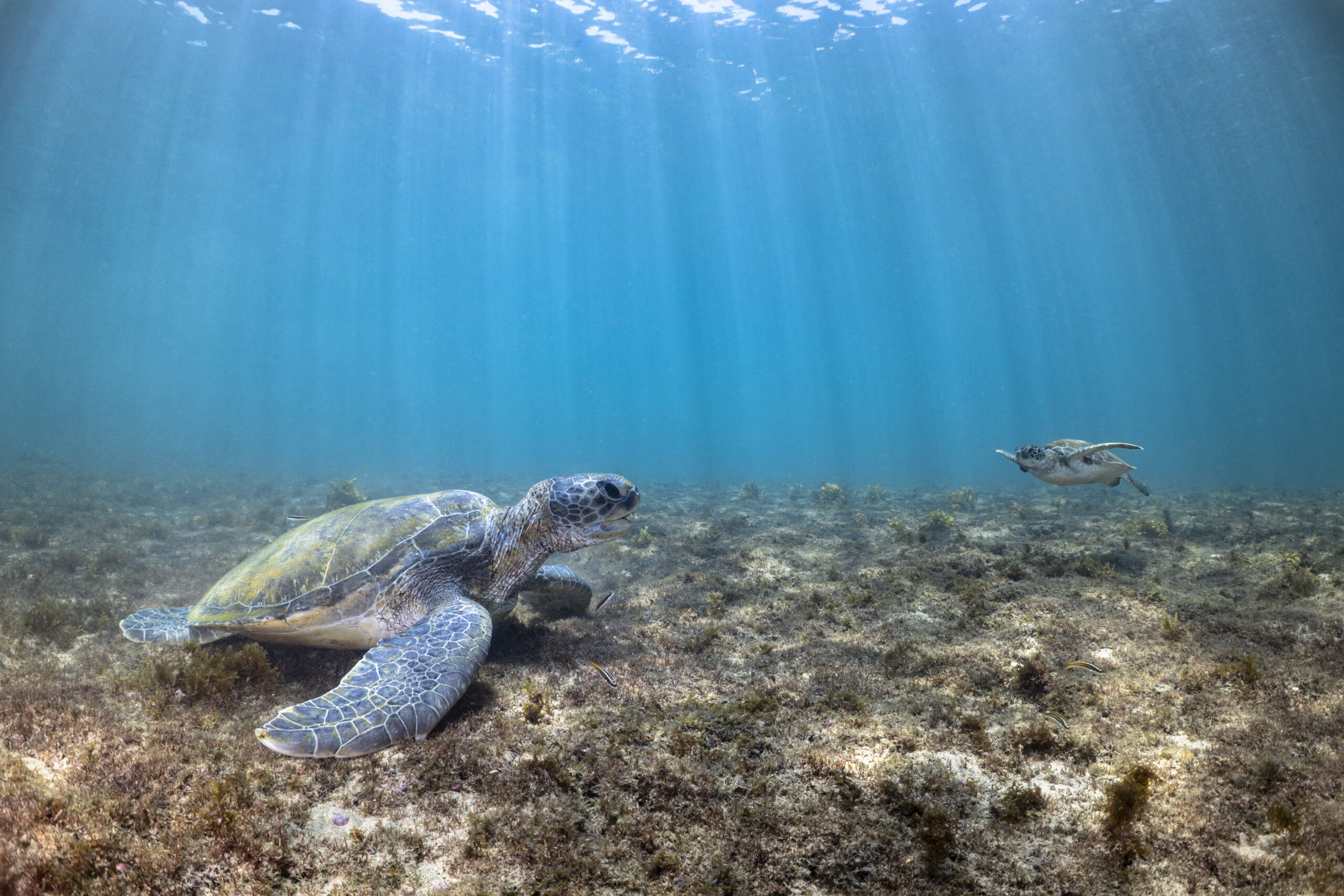 Turismo de mergulho cresce e fotógrafa brasileira revela bastidores do fundo do mar