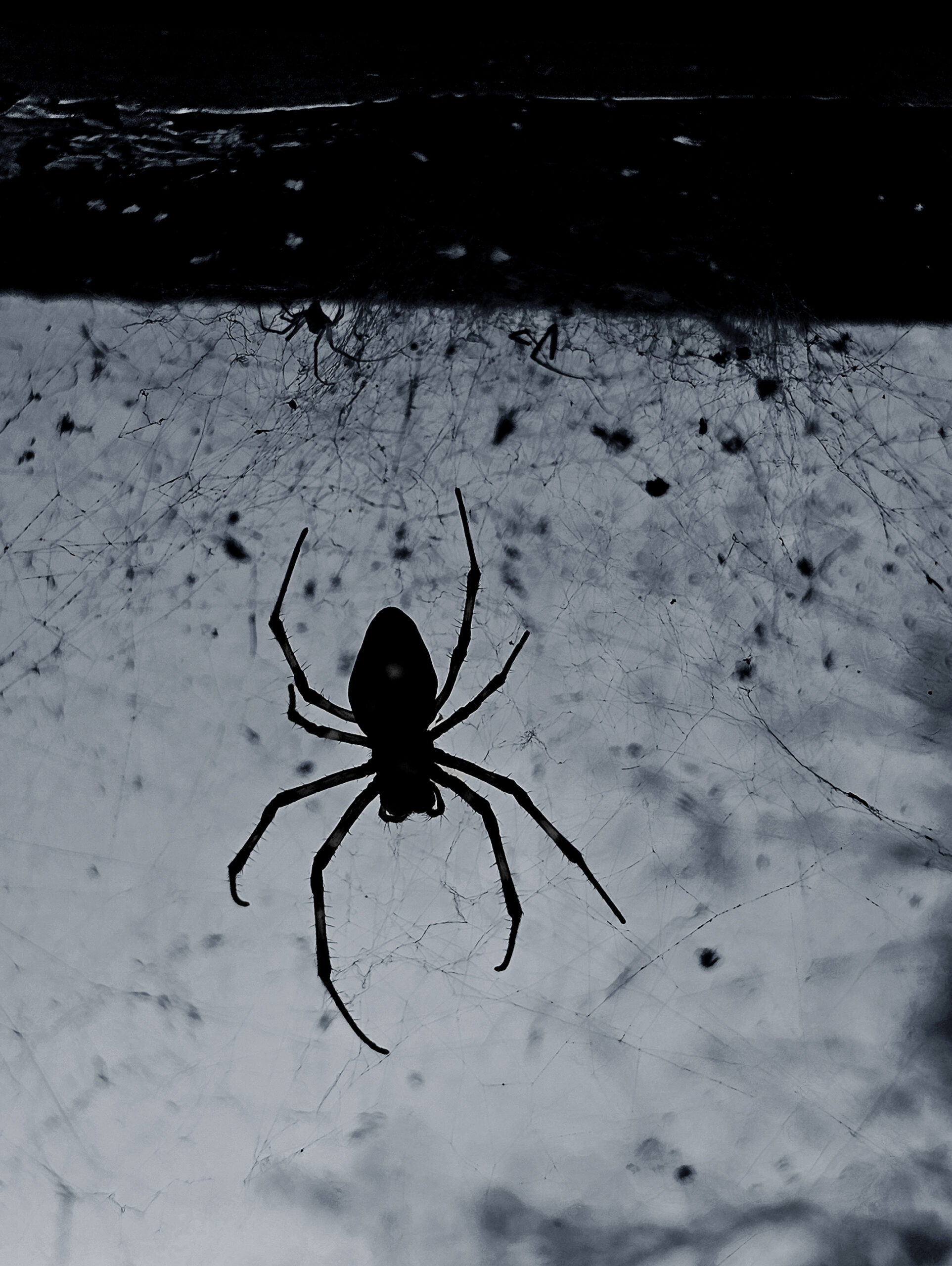 'Tessituras do Adeus' indaga vida y muerte