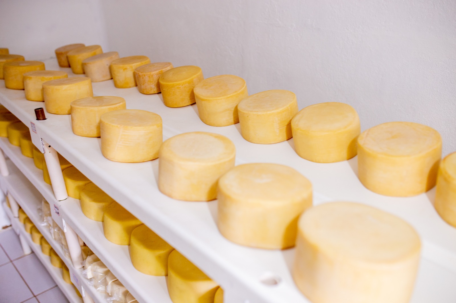 Grupo Vilarejo marks Cheese Day with in-house dairy