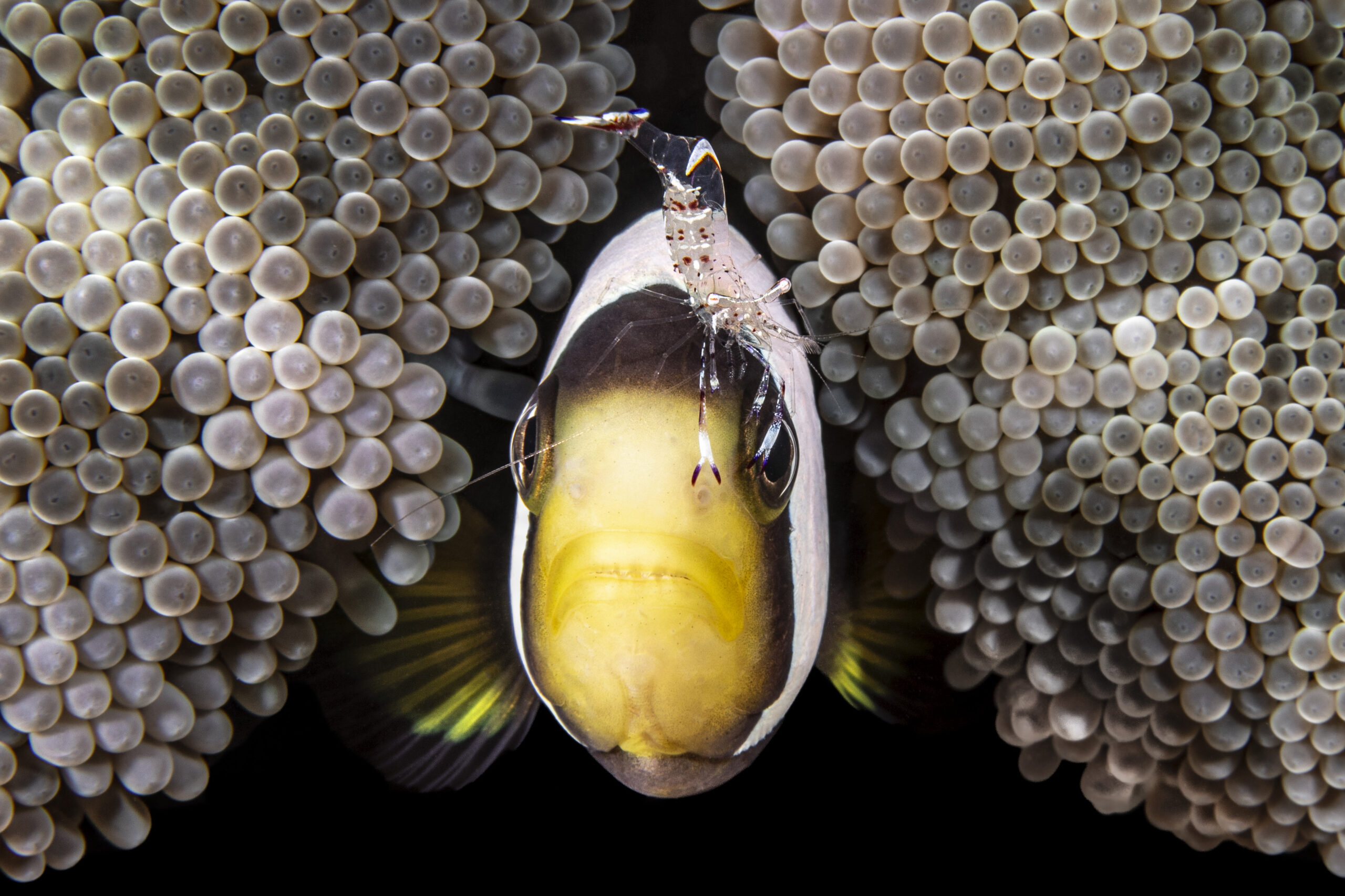 Turismo de mergulho cresce e fotógrafa brasileira revela bastidores do fundo do mar