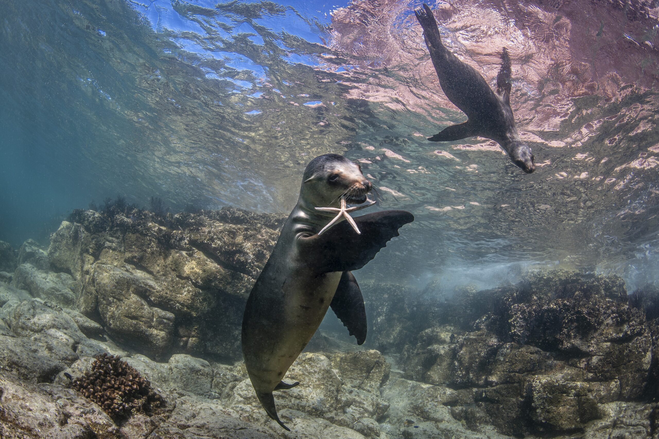 Turismo de mergulho cresce e fotógrafa brasileira revela bastidores do fundo do mar