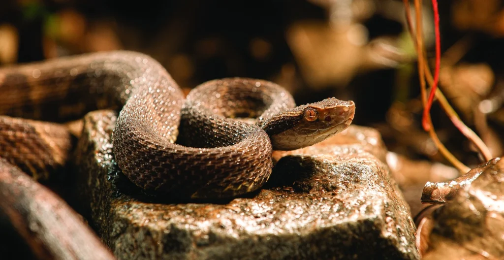 Viagem no Tempo no Butantan: 125 Anos!