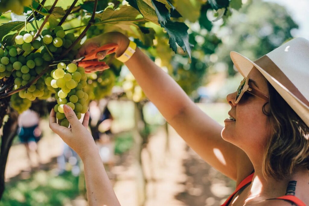 Góes Harvest 2026 revives traditions Góes Harvest 2026 revives traditions