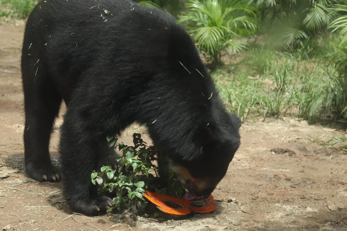 Carnaval no BioParque do Rio tem folia e bem-estar animal