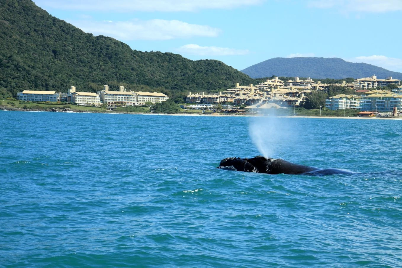Costao do Santinho vence prêmio mais tradicional de ecologia do Brasil