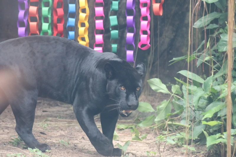 Carnaval no BioParque do Rio tem folia e bem-estar animal