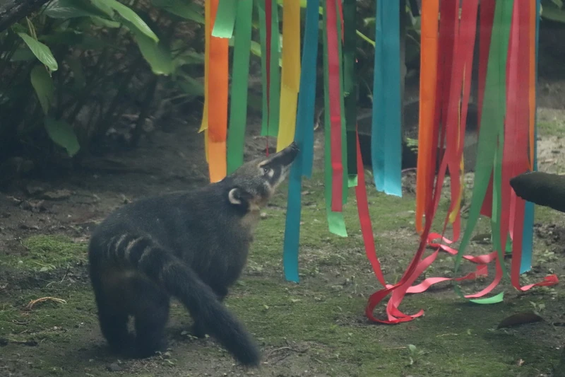 Carnaval no BioParque do Rio tem folia e bem-estar animal