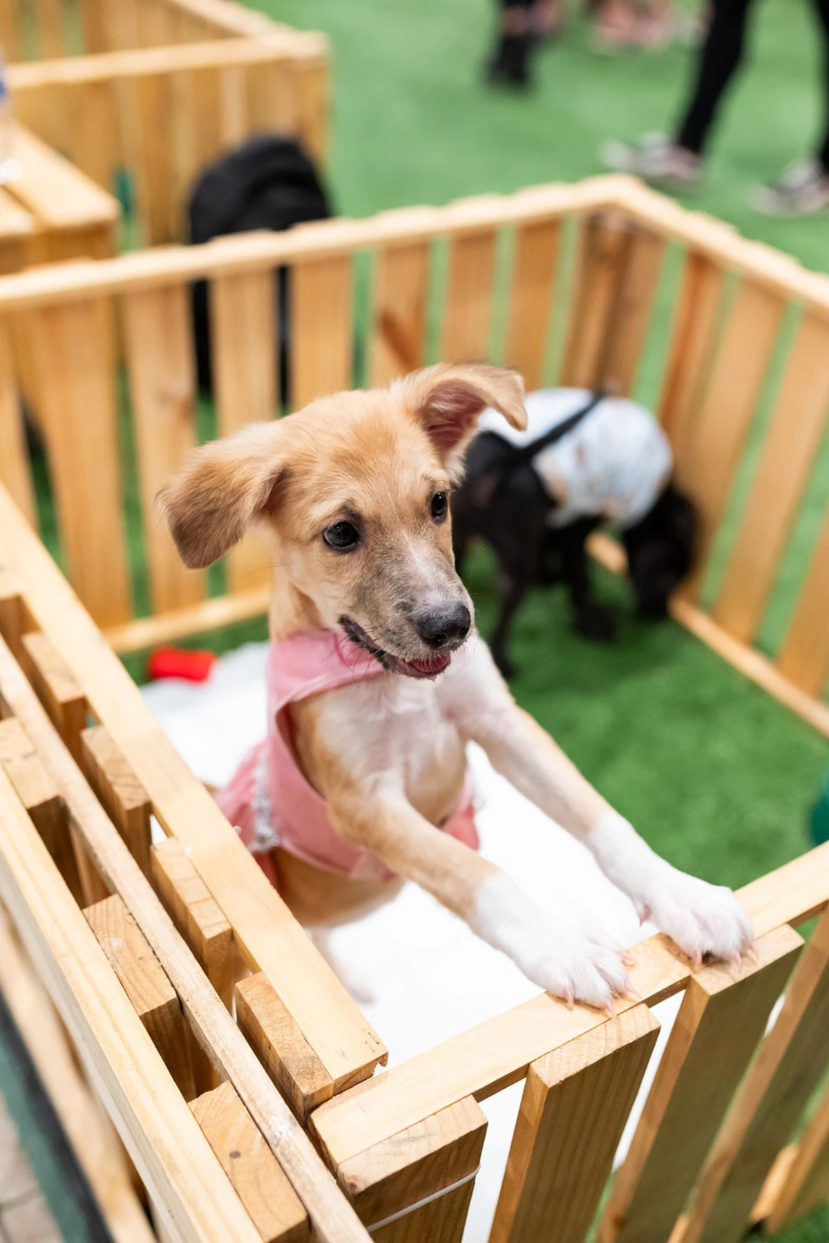 Shopping Grande Rio promove feira de adoção pet com cães e gatos