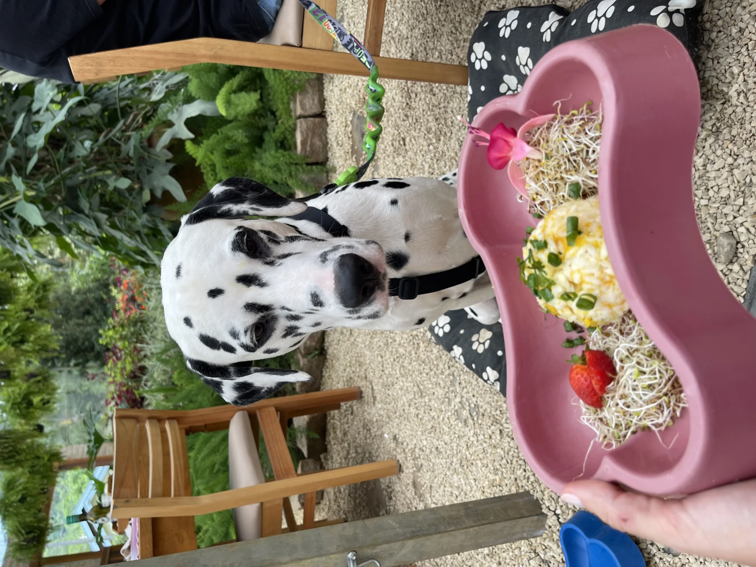 Carnaval pet friendly em Campos do Jordão: onde ir