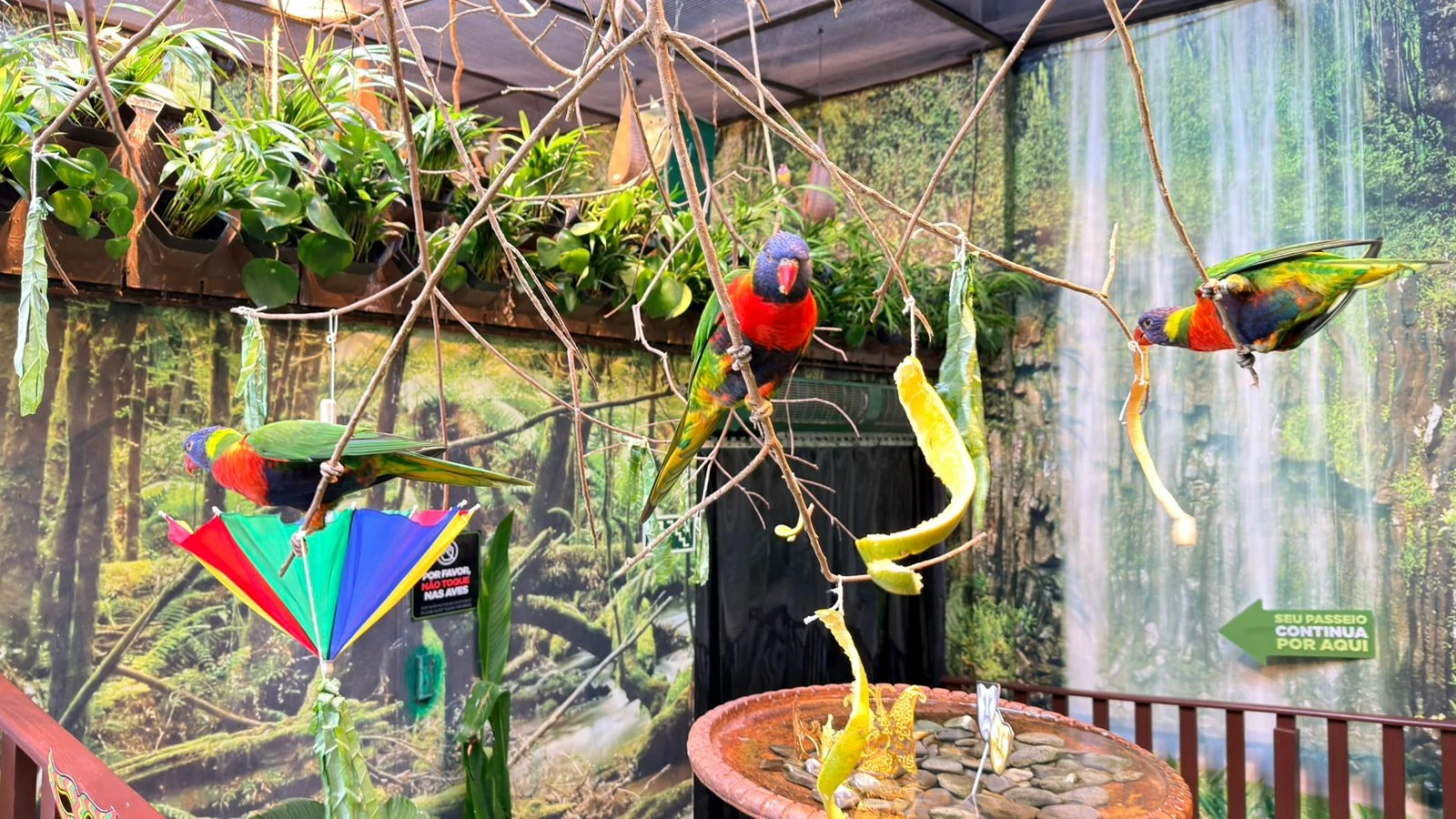Animais que já nascem fantasiados enchem de cor o Carnaval