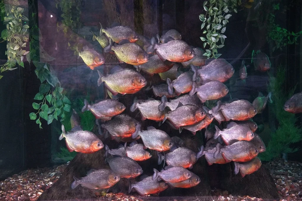 Animais que já nascem fantasiados enchem de cor o Carnaval