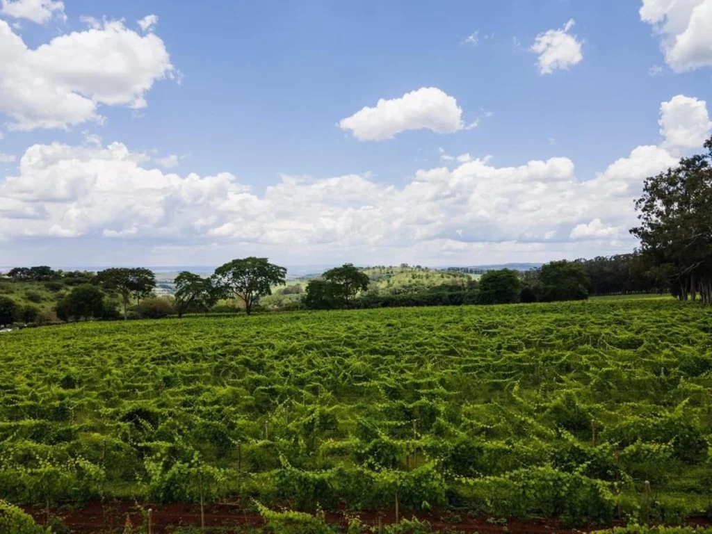 Carnaval nos vinhedos: refúgio com vinho e sabores