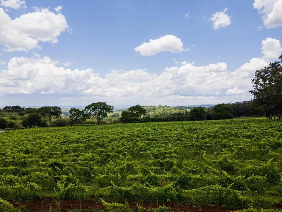 Carnaval nos vinhedos: refúgio com vinho e sabores