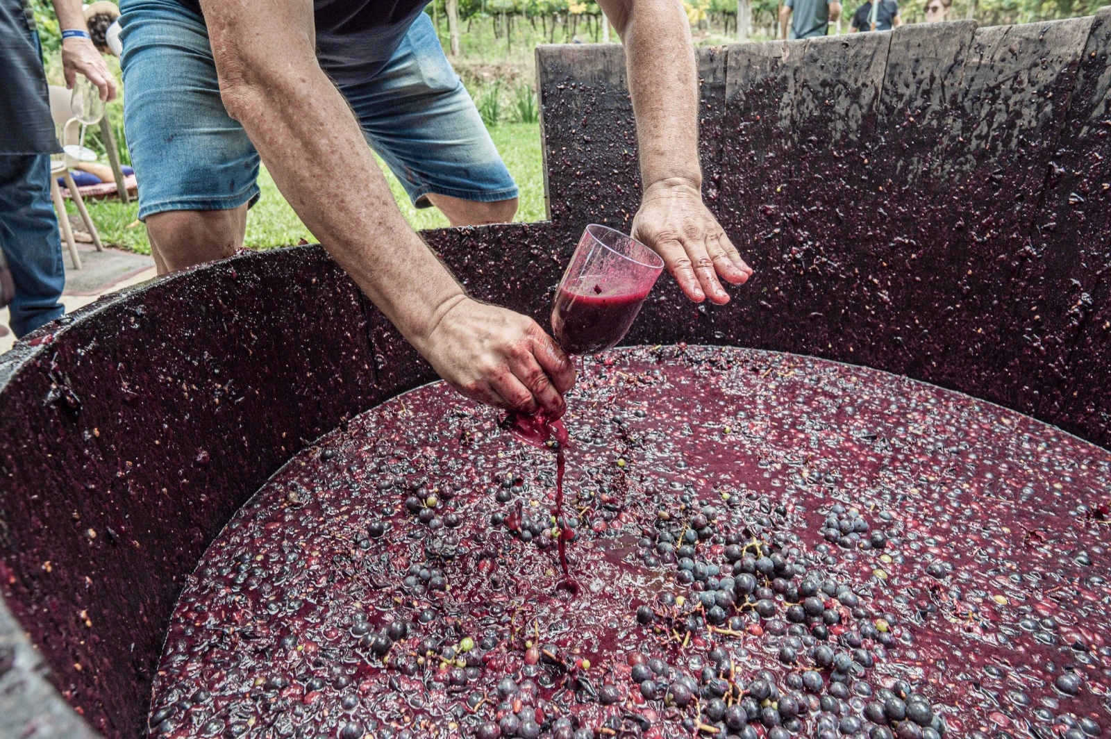 Vindima explode em festa gratuita no Vale dos Vinhedos