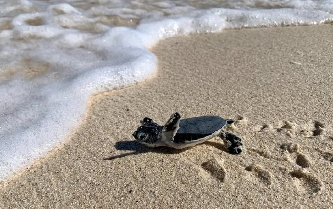 Anguilla aposta em turismo que transforma comunidades