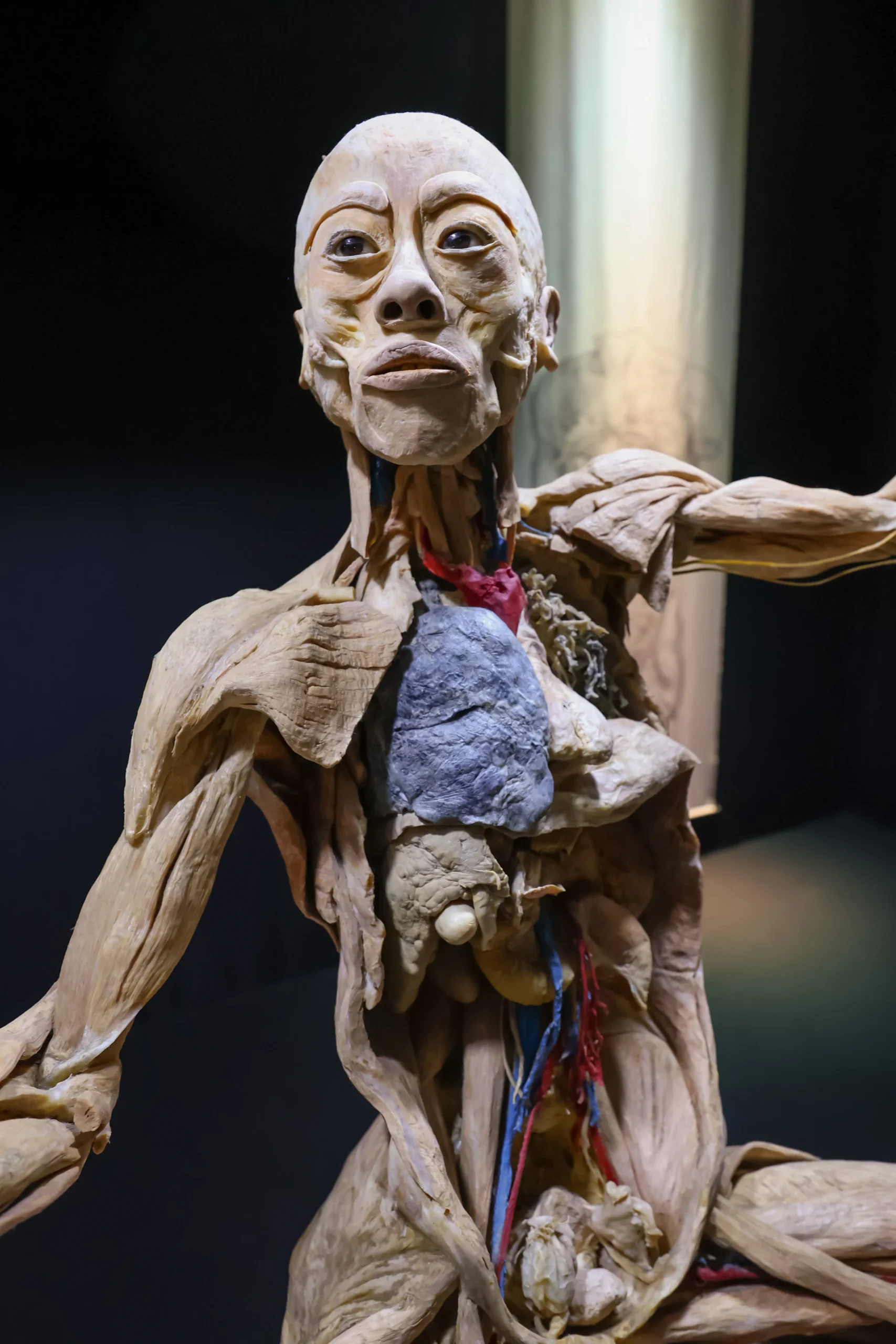 Corpos reais e imersão: “Human Bodies” retorna a Fortaleza 3 Corpos reais e imersão: “Human Bodies” retorna a Fortaleza