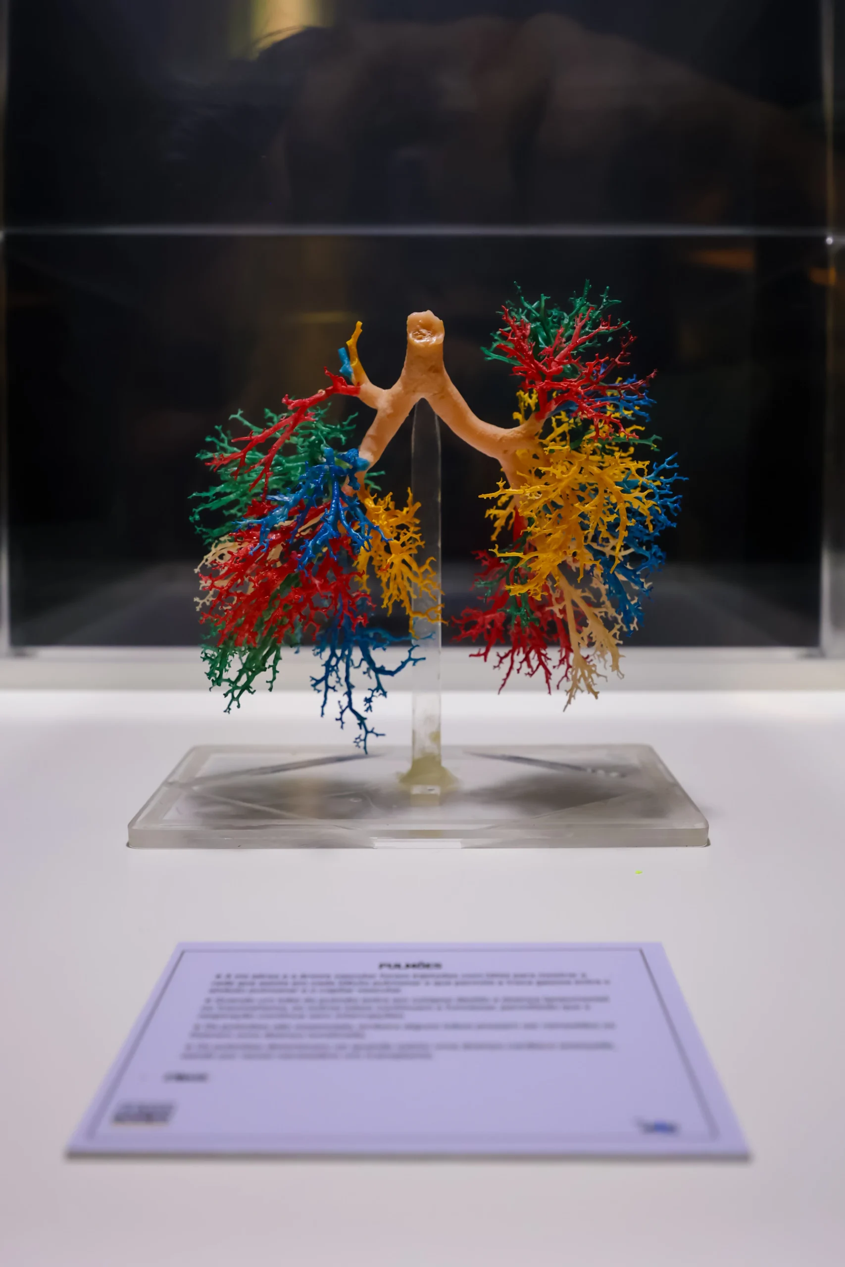 Corpos reais e imersão: “Human Bodies” retorna a Fortaleza 2 Corpos reais e imersão: “Human Bodies” retorna a Fortaleza