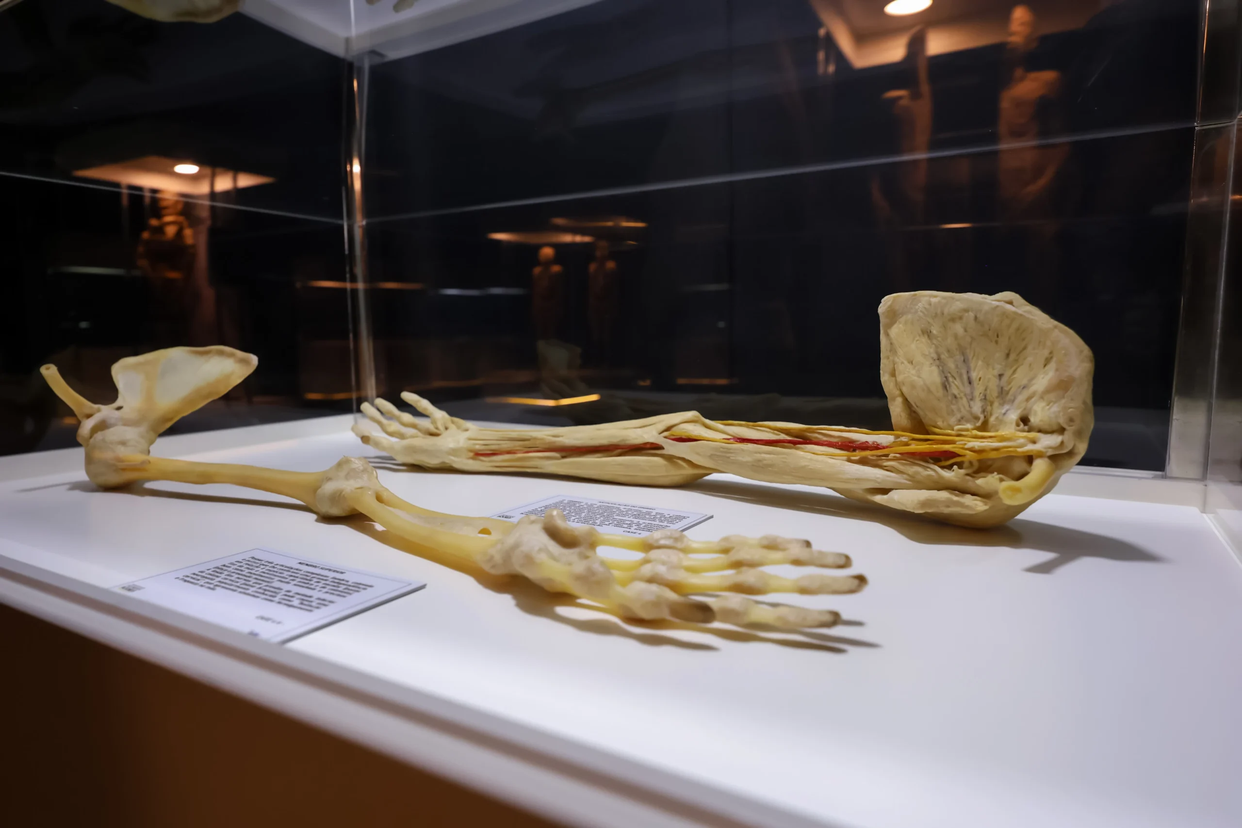 Corpos reais e imersão: “Human Bodies” retorna a Fortaleza 4 Corpos reais e imersão: “Human Bodies” retorna a Fortaleza