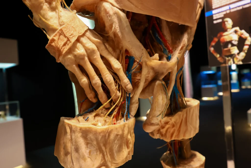 Corpos reais e imersão: “Human Bodies” retorna a Fortaleza Corpos reais e imersão: “Human Bodies” retorna a Fortaleza