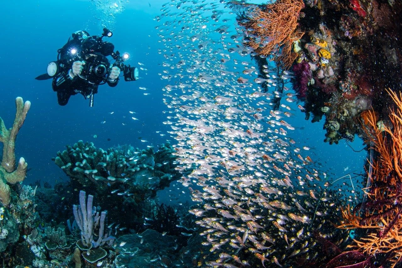 Buceo en Malasia: Sipadan y arrecifes protegidos