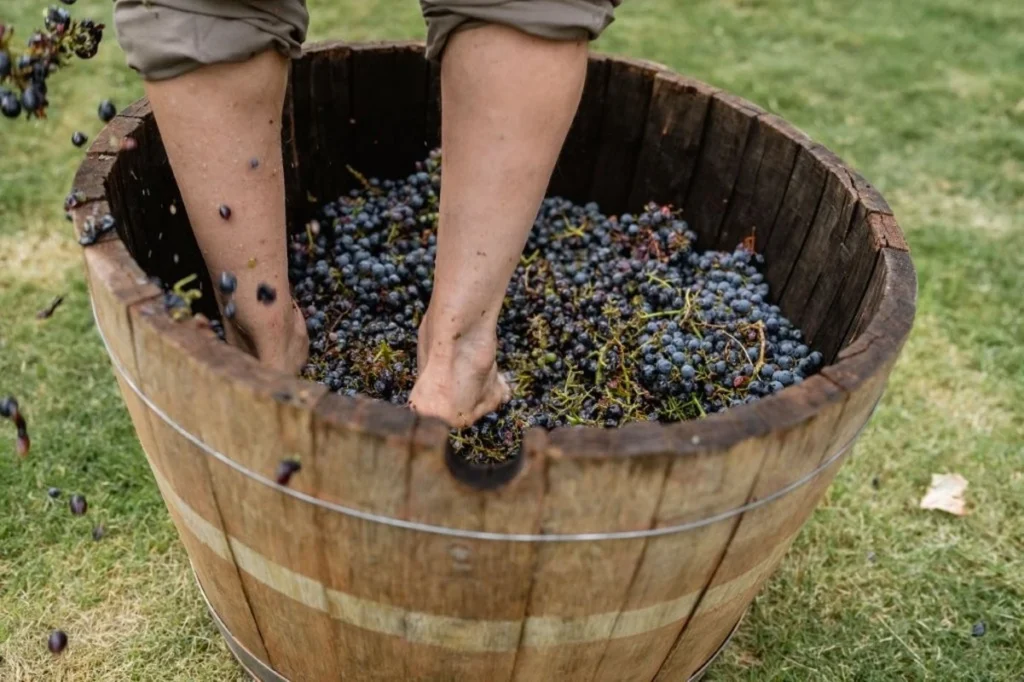 Vendimia no Awasi Mendoza: colheita vira experiência