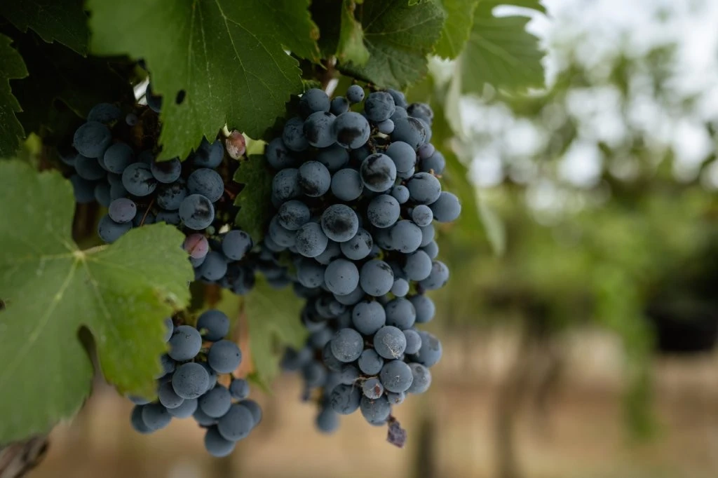 Vendimia no Awasi Mendoza: colheita vira experiência