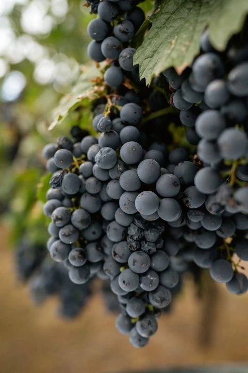 Vendimia no Awasi Mendoza: colheita vira experiência