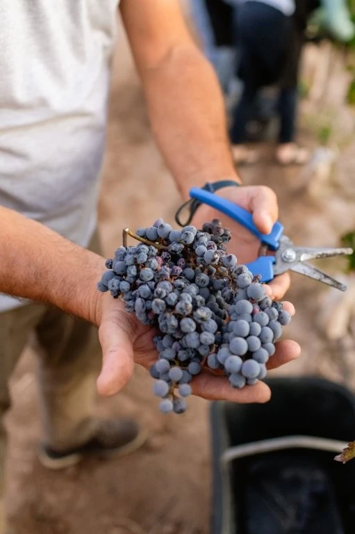 Vendimia no Awasi Mendoza: colheita vira experiência