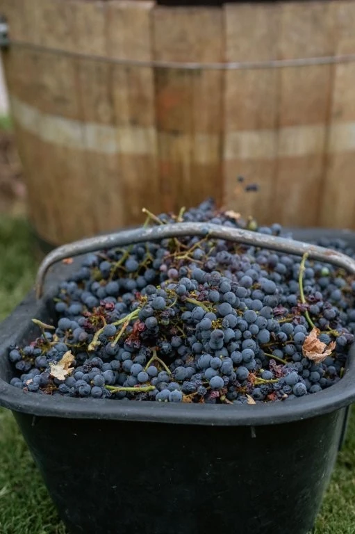 Vendimia no Awasi Mendoza: colheita vira experiência