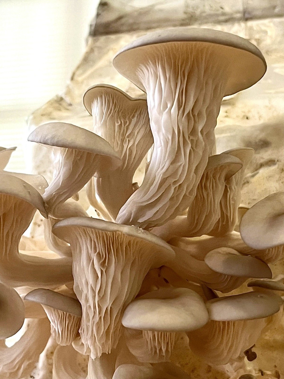 Paraísos Fantásticos reúne 28 artistas na Fábrica Bhering - Foto: Divulgação