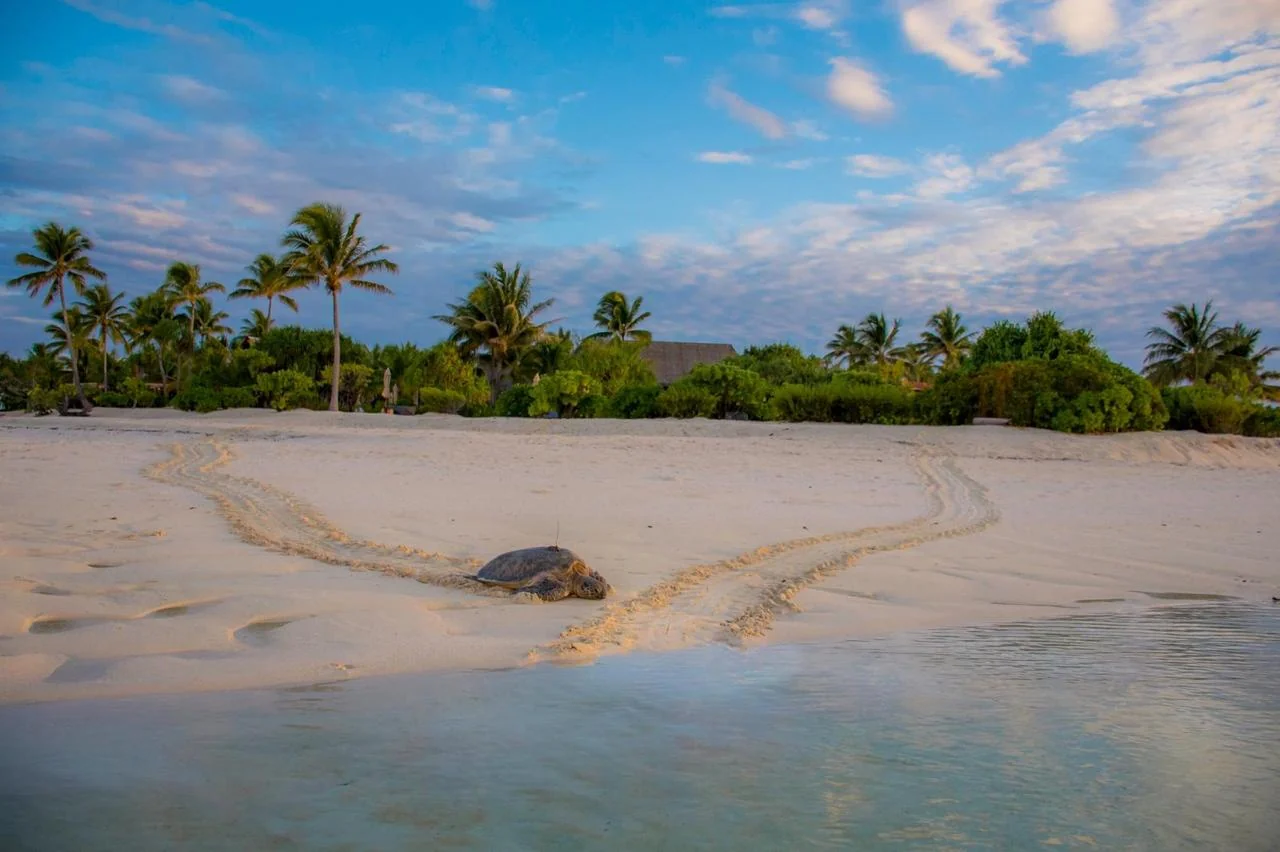 Tetiaroa: 20 anos protegendo tartarugas-verdes no Pacífico