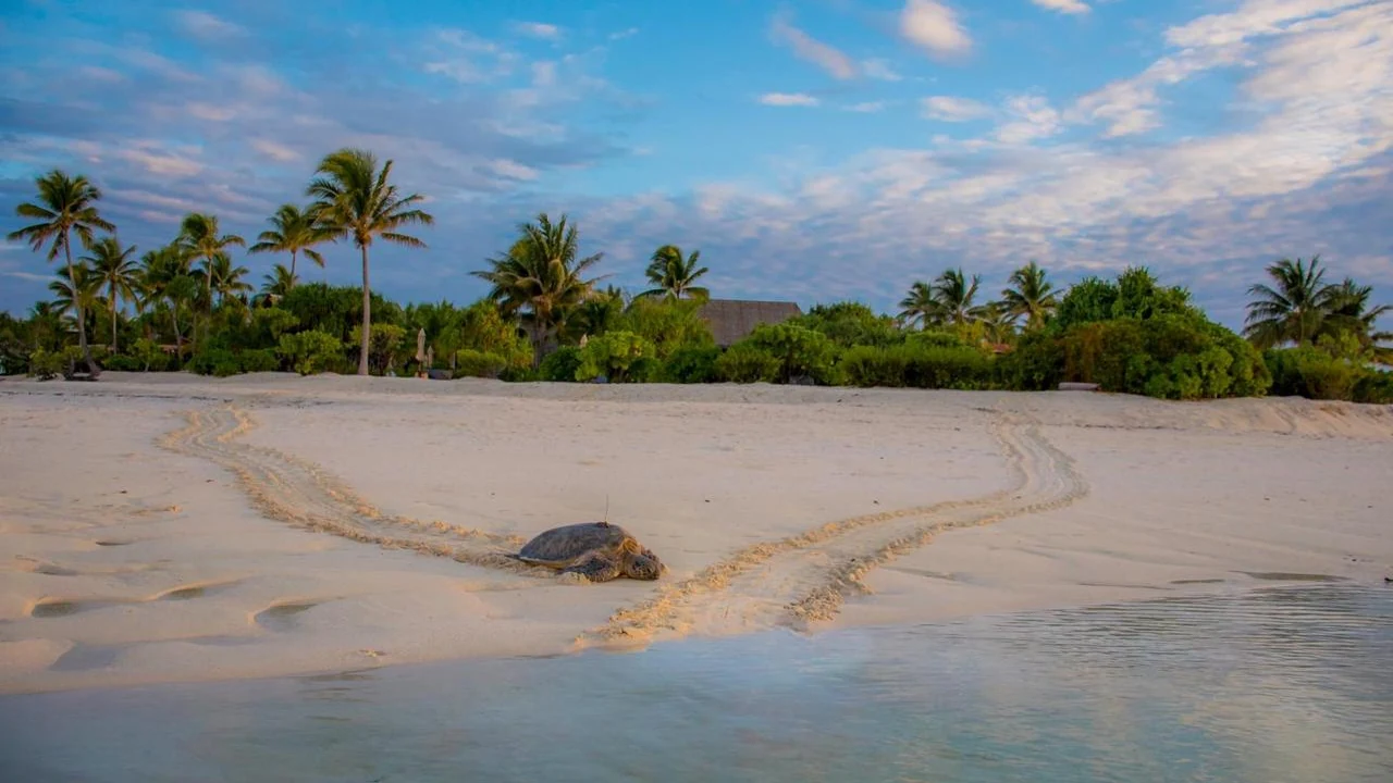 Tetiaroa: 20 años protegiendo tortugas verdes en el Pacífico