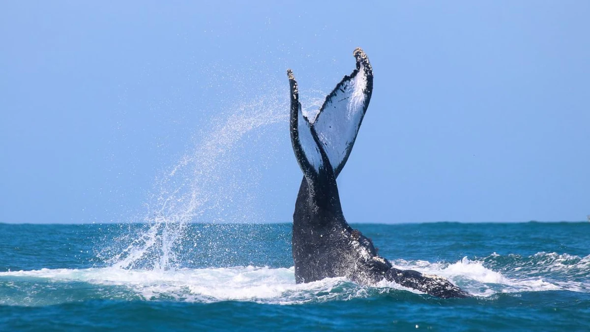 Baleia Week transforma São Sebastião em polo ambiental