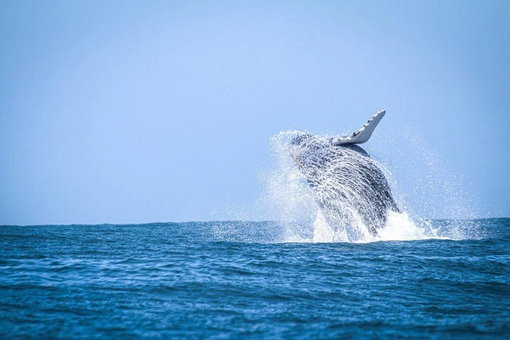 Baleia Week transforma São Sebastião em polo ambiental