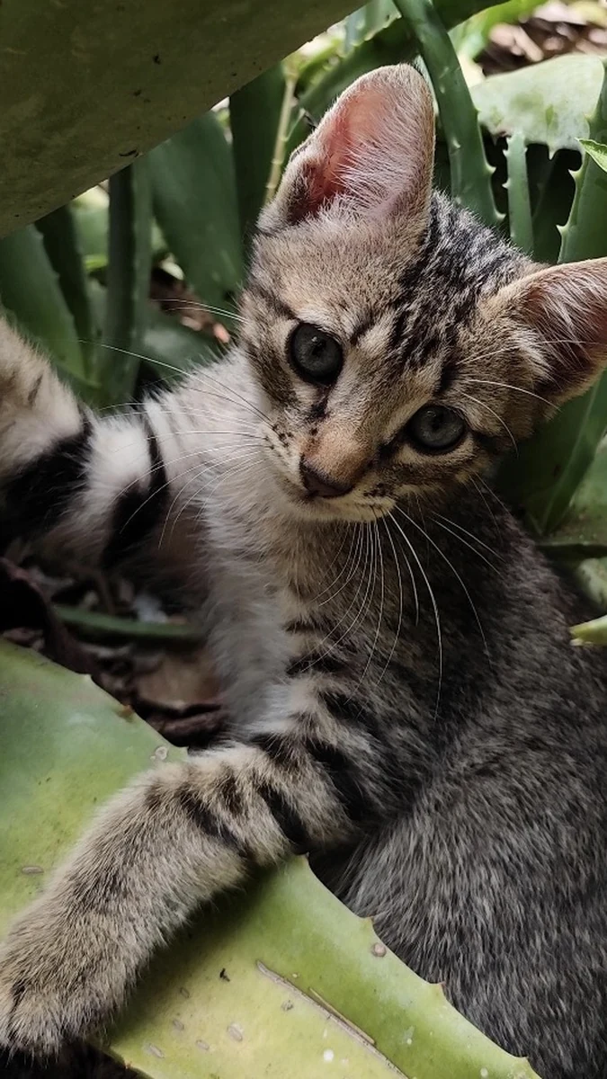 Caxias Shopping promove nova edição do Adote um Pet