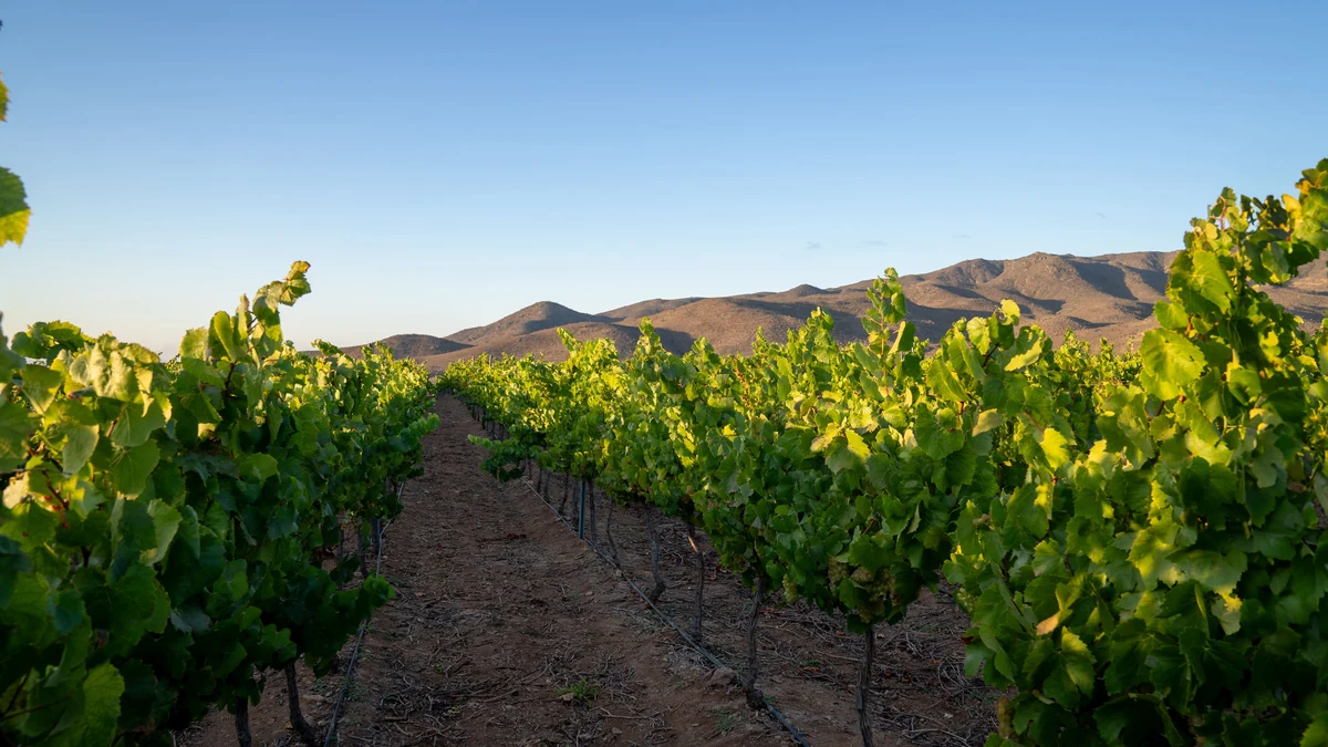 Concha y Toro cria Viña Amelia e mira elite global