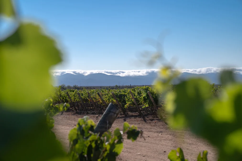 Concha y Toro cria Viña Amelia e mira elite global