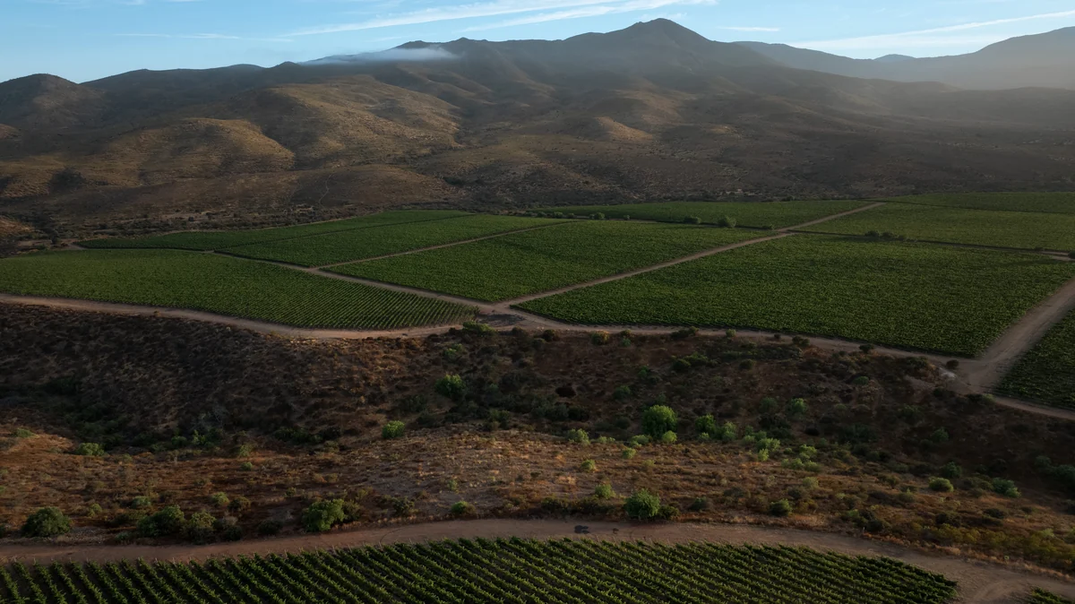 Concha y Toro cria Viña Amelia e mira elite global