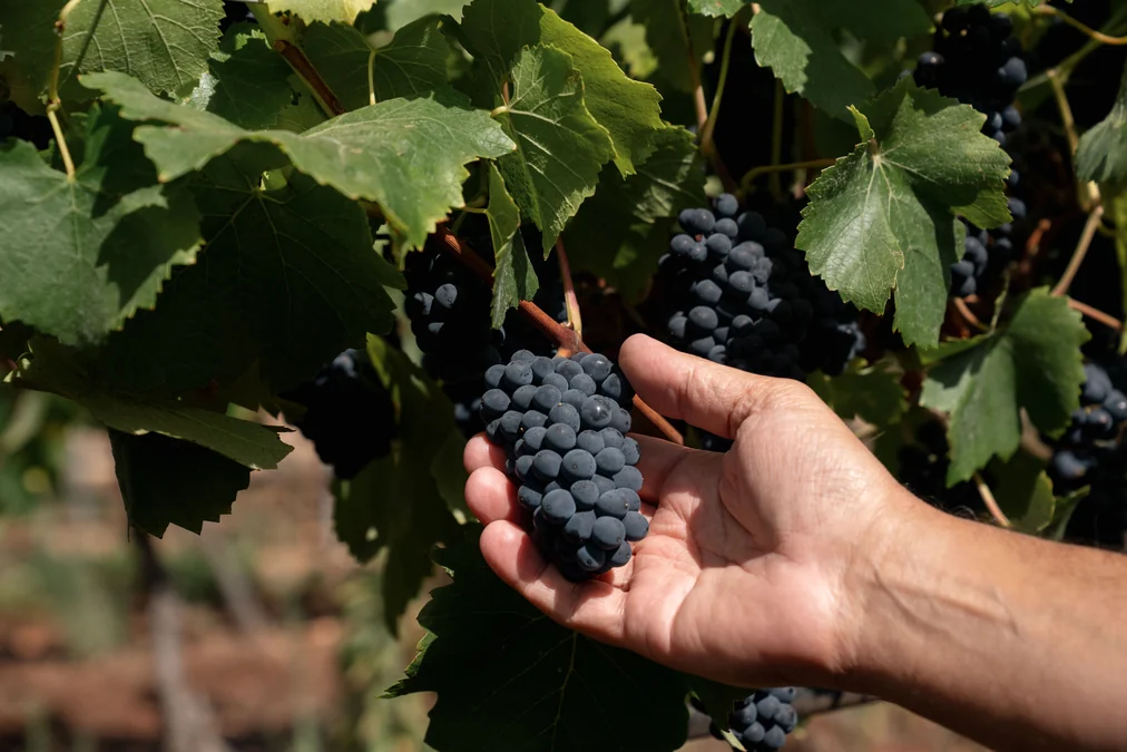 Concha y Toro cria Viña Amelia e mira elite global