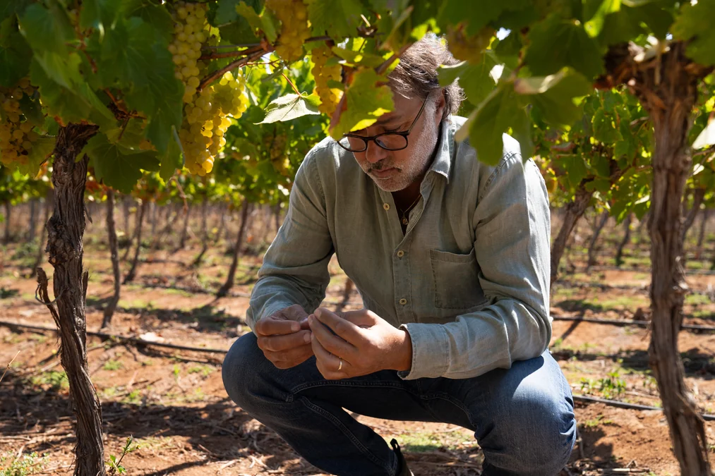 Concha y Toro cria Viña Amelia e mira elite global